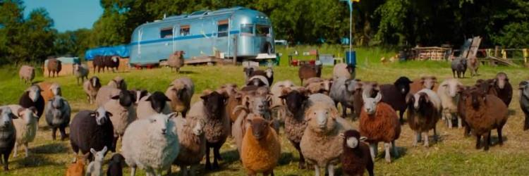 Sauedetektivene er en morsom og spennende film for hele familien